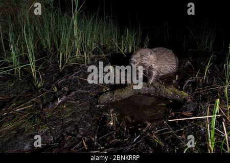 Castoro eurasiatico (fibra di Castor) che si nutra di notte, Foresta di Knapdale, Argyll, Scozia, Regno Unito, giugno. Foto Stock