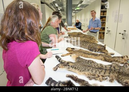 Scottish Wildcat Action staff di progetto imparare circa Scottish Wildcat (Felis silvestris grampia) marcature pelage attraverso esame pelt a National C. Foto Stock