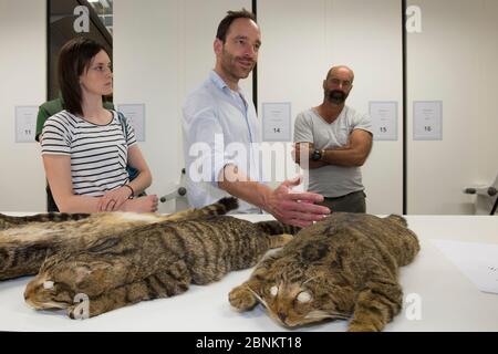 Scottish Wildcat Action staff di progetto imparare circa Scottish Wildcat (Felis silvestris grampia) marcature pelage attraverso esame pelt a National C. Foto Stock