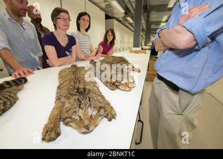 Scottish Wildcat Action staff di progetto imparare circa Scottish Wildcat (Felis silvestris grampia) marcature pelage attraverso esame pelt a National C. Foto Stock