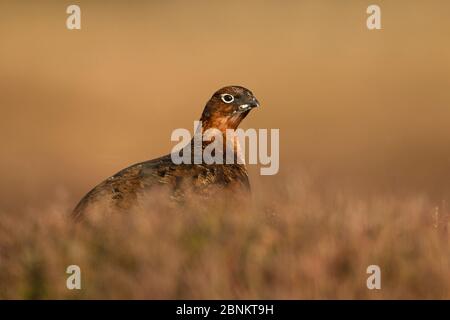 Red Grouse (Lagopus lagopus scootica) femmina in erica, Deeside, Cairngorms National Park, Scozia, UK, febbraio. Foto Stock