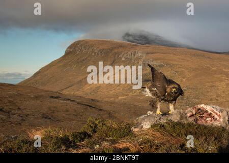 Aquila reale (Aquila chrysaetos) alimentazione su rosso cervo (Cervus elaphus) Carcassa, Assynt, Sutherland, Highland, Scozia, gennaio. Foto Stock