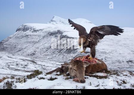 Aquila reale (Aquila chrysaetos) alimentazione su rosso cervo (Cervus elaphus) Carcassa, Assynt, Sutherland, Highland, Scozia, gennaio. Foto Stock