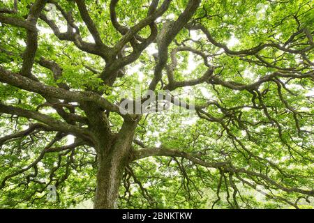 Antico rovere sessile (Quercus petraea) nel fogliame estivo, Taynish National Nature Reserve, Argyll, Scozia, UK, giugno 2016. Foto Stock