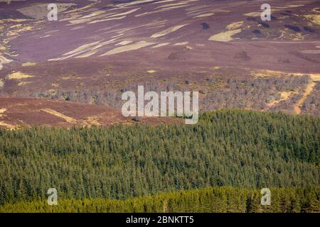 Habitat misti di erica Erica e silvicoltura commerciale sulla Caccia al gallo cedrone station wagon, Deeside, Cairngorms National Park, Scozia, aprile 2016. Foto Stock