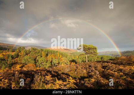 Rainbow su pino silvestre (Pinus sylvestris) alberi, Glen Affric, altopiani, Scozia, Regno Unito, ottobre 2015. Foto Stock