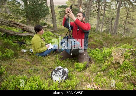 Operaio di campo che pesava aquila (Aquila chrysaetos) pulcino con altri addetti di campo che registrano, Glen Tanar Estate, Aberdeenshire, Scozia, UK, 2 giugno Foto Stock