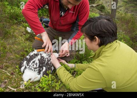 Lavoratori di campo che suonano l'aquila chrysaetos, Glen Tanar Estate, Aberdeenshire, Scozia, Regno Unito, giugno 2015. Foto Stock