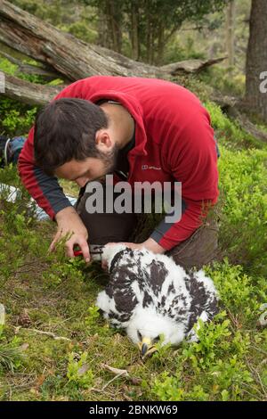 Operaio di campo che squilla aquila (Aquila chrysaetos) pulcino, Glen Tanar Estate, Aberdeenshire, Scozia, Regno Unito, giugno 2015. Foto Stock