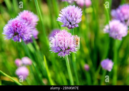 Ape di miele che forava sul fiore viola di una pianta di erba cipollina che cresce all'aperto nel giardino in primo piano Foto Stock