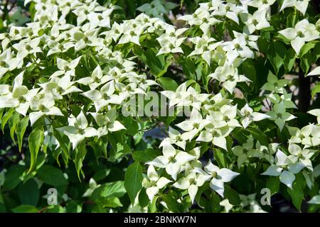 White Kousa Dogwood o Cornus kousa fiori su un albero verde frondoso in primo piano, una pianta ornamentale decidua asiatica Foto Stock