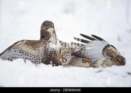 Due buzzardi comuni (Buteo buteo) che combattono a terra nella neve, Scozia, Regno Unito, gennaio. Foto Stock