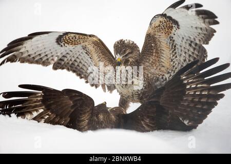 Due buzzard comuni (Buteo buteo) che combattono a terra nella neve, Scozia, Regno Unito, gennaio. Foto Stock