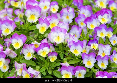 Primo piano sui fiori ornamentali viola e gialli variegati di pansies cornuti in un denso gruppo di vista a telaio pieno in primavera Foto Stock