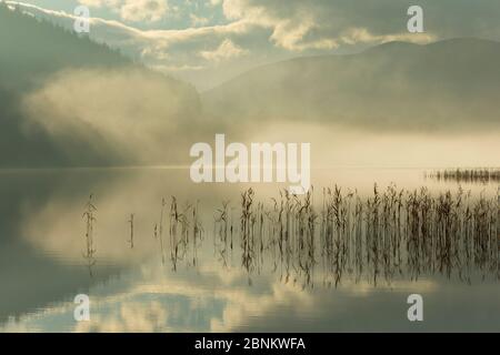 Ance nella nebbia mattutina, Loch Pityoulish, Cairngorms National Park, Scotland, Regno Unito, novembre 2014. Foto Stock