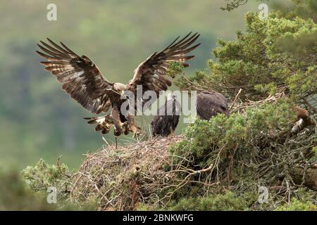 Aquila (Aquila chyrsaetos) femmina che vola nel sito di nido con piccola filiale, Glen Tanar Estate, Cairngorms National Park, Scozia, Regno Unito, giugno. Foto Stock