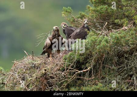 Aquila (Aquila chyrsaetos) femmina con ramoscello in bilico, con due aquile, al nido sito in pino, tenuta Glen Tanar, Cairngorms National Park, S. Foto Stock