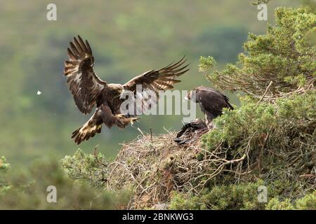 Aquila (Aquila chyrsaetos) femmina che vola nel sito di nido con piccola filiale, Glen Tanar Estate, Cairngorms National Park, Scozia, Regno Unito, giugno. Foto Stock