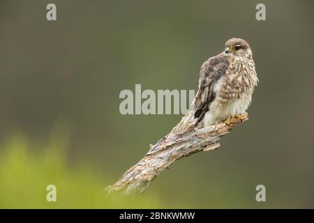 Merlin (Falco columbarius) femmina adulta che perching in filiale, Glen Tanar, Cairngorms National Park, Scozia, Regno Unito, giugno. Foto Stock