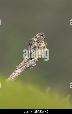 Merlin (Falco columbarius) femmina preening mentre arroccato su ramo, Glen Tanar, Cairngorms National Park, Scozia, Regno Unito, giugno. Foto Stock