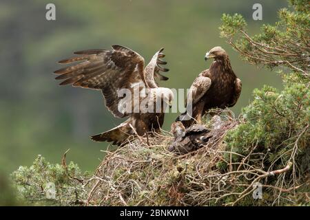 Aquila (Aquila chrysaetos) coppia al nido in pineta, Glen Tanar Estate, Cairngorms National Park, Scozia, UK, giugno. Foto Stock