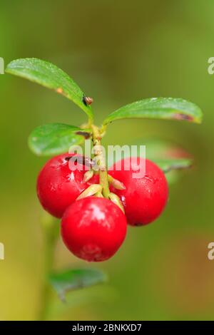 Bacca di bacca o di mirtillo (Vaccinium vitis-idaea) primo piano di bacche rosse in fine estate, Scozia, Regno Unito, agosto. Foto Stock