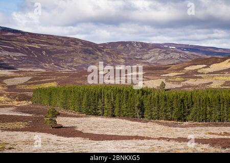 Habitat misti di erica Erica e silvicoltura commerciale sulla Caccia al gallo cedrone station wagon, nel nord della Scozia, Regno Unito, aprile 2016. Foto Stock