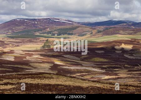 Habitat misti di erica Erica, commerciale delle foreste e pascoli ovini, Glenlivet, nel nord della Scozia, Regno Unito, aprile 2016. Foto Stock