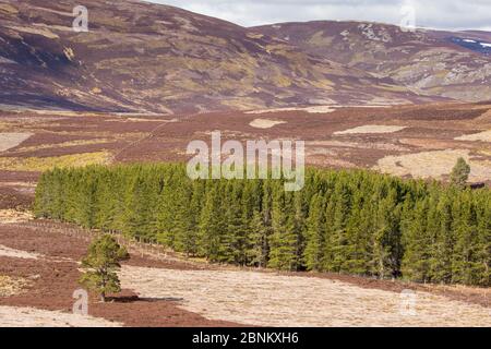 Habitat misti di erica Erica e silvicoltura commerciale sulla Caccia al gallo cedrone station wagon, nel nord della Scozia, Regno Unito, aprile 2016. Foto Stock