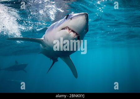 Shortfin mako squalo (Isurus oxyrinchus) testa su appena sotto la superficie, un altro in background, al largo della costa occidentale di Auckland, Nuova Zelanda, febbraio Foto Stock