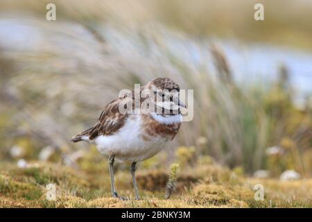 Isola di Auckland banded dotterel (Charadrius bicinctus exilis) Isola di Enderby nel subantartico arcipelago delle Isole di Auckland, Nuova Zelanda, gennaio Foto Stock