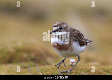 Isola di Auckland banded dotterel (Charadrius bicinctus exilis) Isola di Enderby nel subantartico arcipelago delle Isole di Auckland, Nuova Zelanda, gennaio Foto Stock