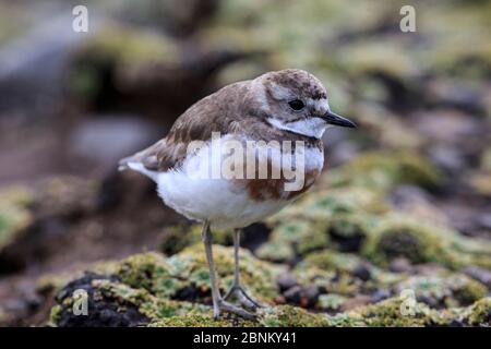 Isola di Auckland banded dotterel (Charadrius bicinctus exilis) sul litorale, Isola di Enderby nel subantartico arcipelago delle Isole di Auckland, New Zeala Foto Stock