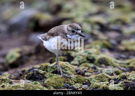 Isola di Auckland banded dotterel (Charadrius bicinctus exilis) sul litorale, Isola di Enderby nel subantartico arcipelago delle Isole di Auckland, New Zeala Foto Stock