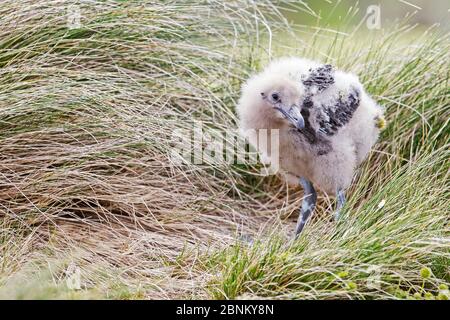 skua subantartica (Catharacta antartide) cazzo all'isola di Enderby nell'arcipelago subantartico delle isole di Auckland, Nuova Zelanda, gennaio Foto Stock