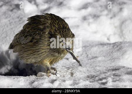 Gufo di pesce di Blakinston (Ketupa blakistoni) con pesce pescato sulla neve, Hokkaido Giappone febbraio Foto Stock
