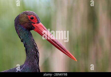 Cicogna nera (Ciconia nigra) ritratto di testa, Ungheria maggio Foto Stock