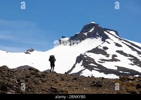 Un arrampicatore su terreno roccioso con il Monte Ruapehu che incombe sopra, il Parco Nazionale di Tongariro, Nuova Zelanda Foto Stock