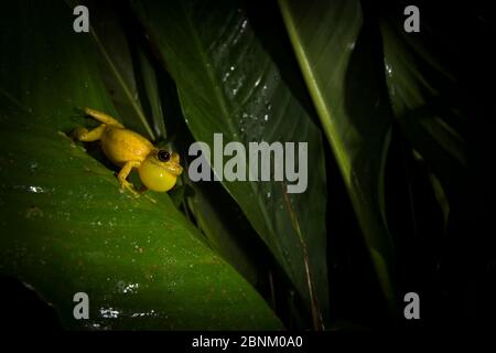 Rana di ulivo (Scinax elaechroa) che chiama, Tortuguero National Park, Costa Rica. Foto Stock