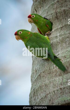 Crimson-fronted parakeet (Psittacara finschi) a Nest Cavity, Costa Rica, aprile 2014. Foto Stock