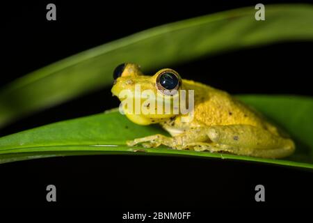 Rana di ulivo (Scinax elaechroa) Parco Nazionale di Tortuguero, Costa Rica. Foto Stock