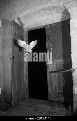 Gufo di fienile (Tyto alba) che vola in chiesa di notte con luce infrarossa, Francia. Sequenza 3 di 5 Foto Stock