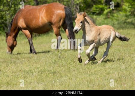 Gotland russ (l'unico pony nativo della Svezia) foal / colt che corre intorno a sua madre, Gotland Island, Svezia. Foto Stock