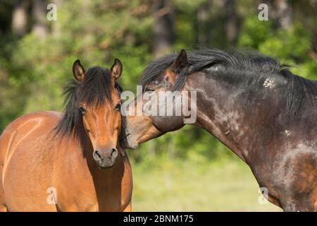 Gotland russ (l'unico pony nativo della Svezia) saluto uno stallone di una sua marea, Gotland Island, Svezia. Foto Stock