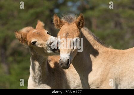 Due Gotland russ (l'unico pony nativo della Svezia) nemici / colti che giocano insieme, Gotland Island, Svezia. Foto Stock