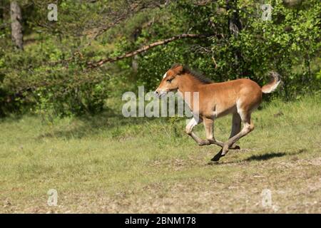 Gotland russ (l'unico pony nativo della Svezia) foal/ colt running, Gotland Island, Svezia. Foto Stock