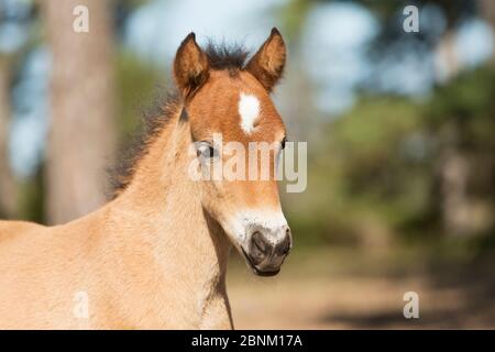 Gotland russ foal / colt, l'unico pony nativo della Svezia, Gotland Island, Svezia. Foto Stock