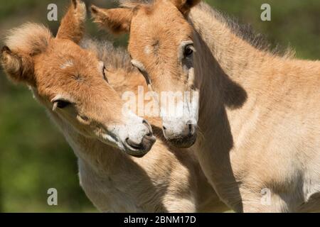 Gotland russ (l'unico pony nativo della Svezia) nemici / colti salutano l'un l'altro, Gotland Island, Svezia. Foto Stock