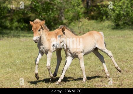 Gotland russ Ponies, l'unico pony nativo della Svezia, nemici / colti giocare insieme, Gotland Island, Svezia. Giugno 2016. Foto Stock