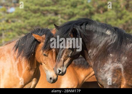 Lo stallone di Gotland russ, l'unico pony nativo della Svezia, salutava una delle sue parate, Gotland Island, Svezia. Giugno . Foto Stock